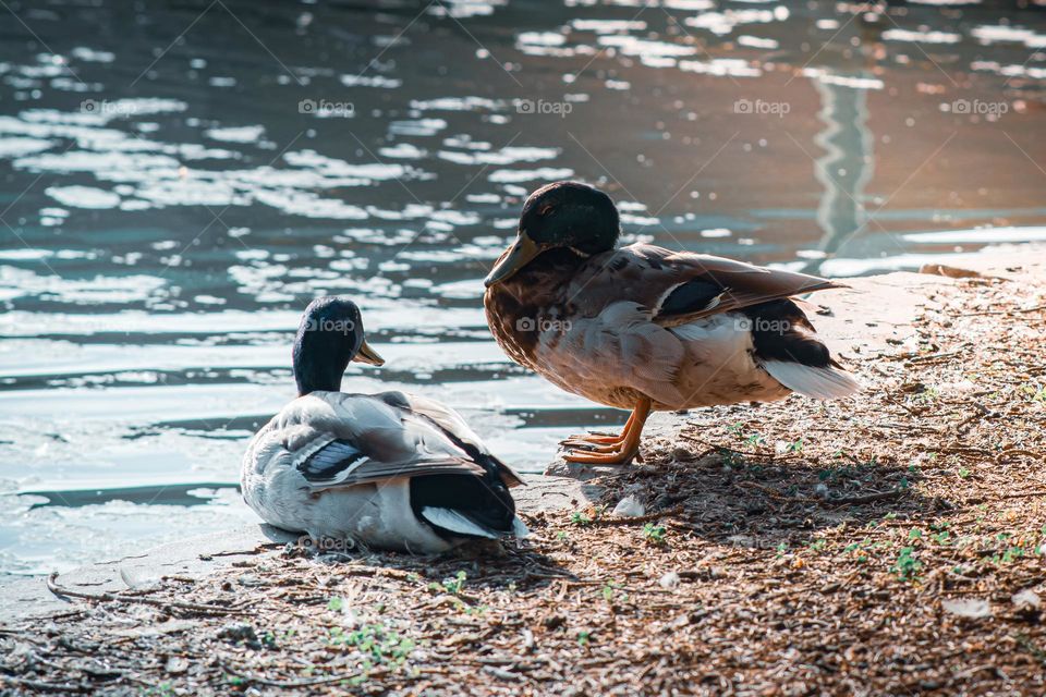 Ducks communicating on warm day.