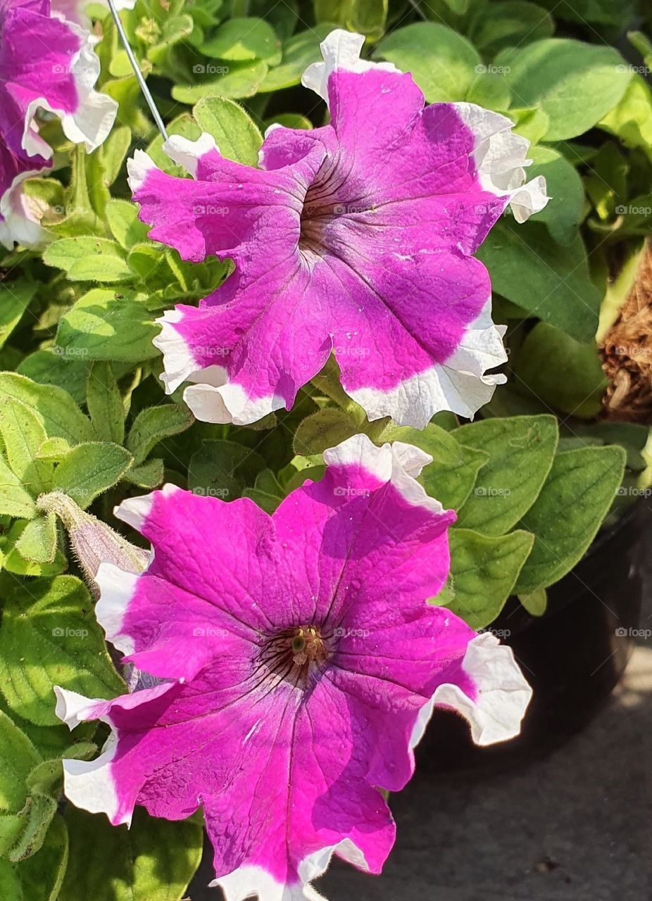 Editors ' Choice : Photo of the week