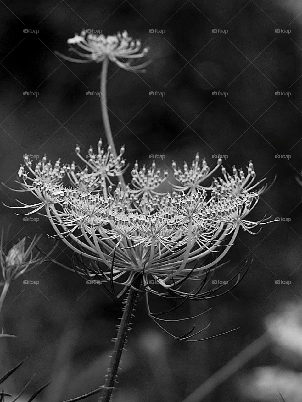 Wild carrot