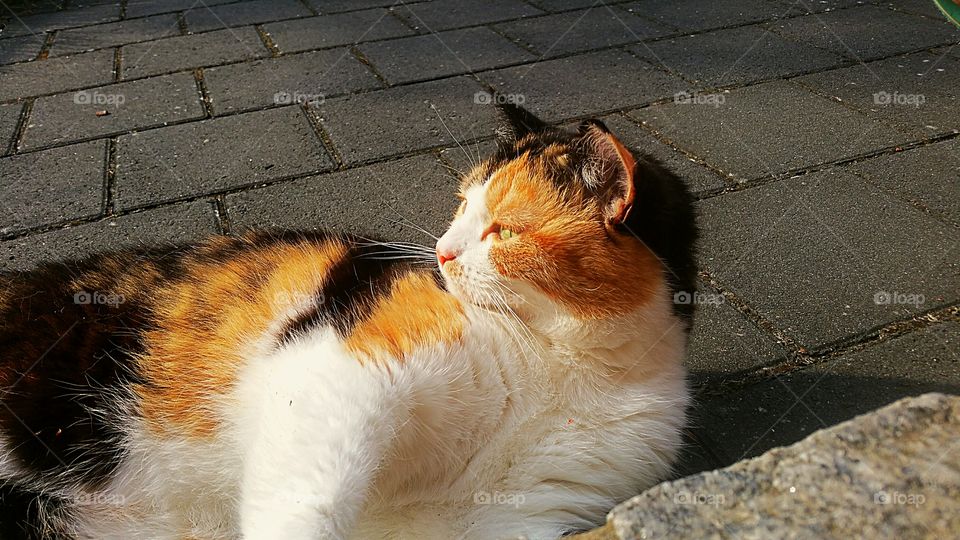 cute cat Sun sunlight colourful beautiful