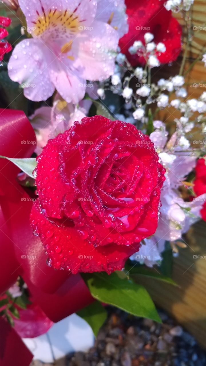 rose morning