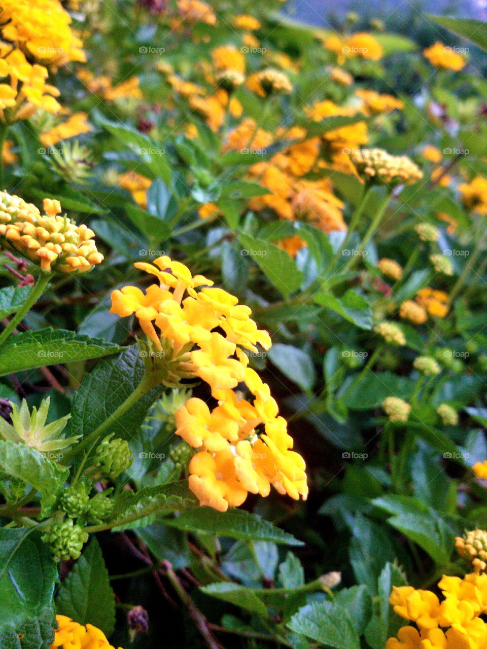 Yellow Flower's. Flower in the garden
