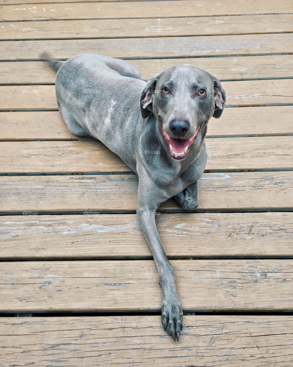 Weimaraner resting on wooden floor