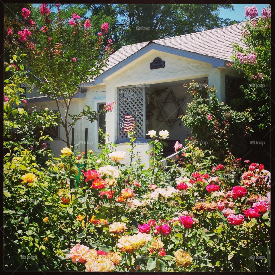country rose garden. beautiful rose garden in Paso Robles, CA