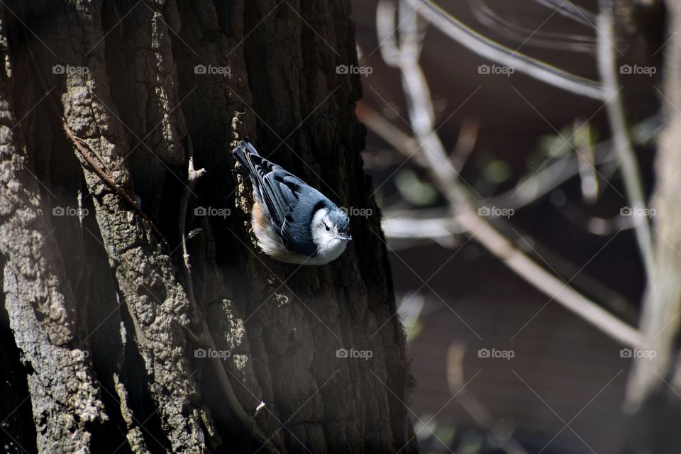 White-breasted Nuthatch - small blue bird walking upside down on tree looking for food