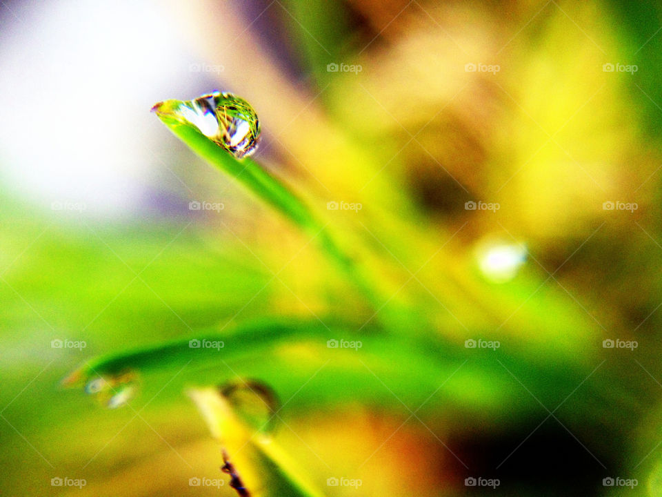 Raindrop on grass
