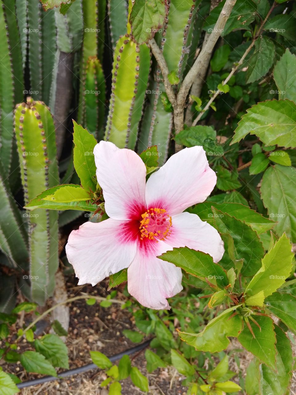 Flower of Tenerife