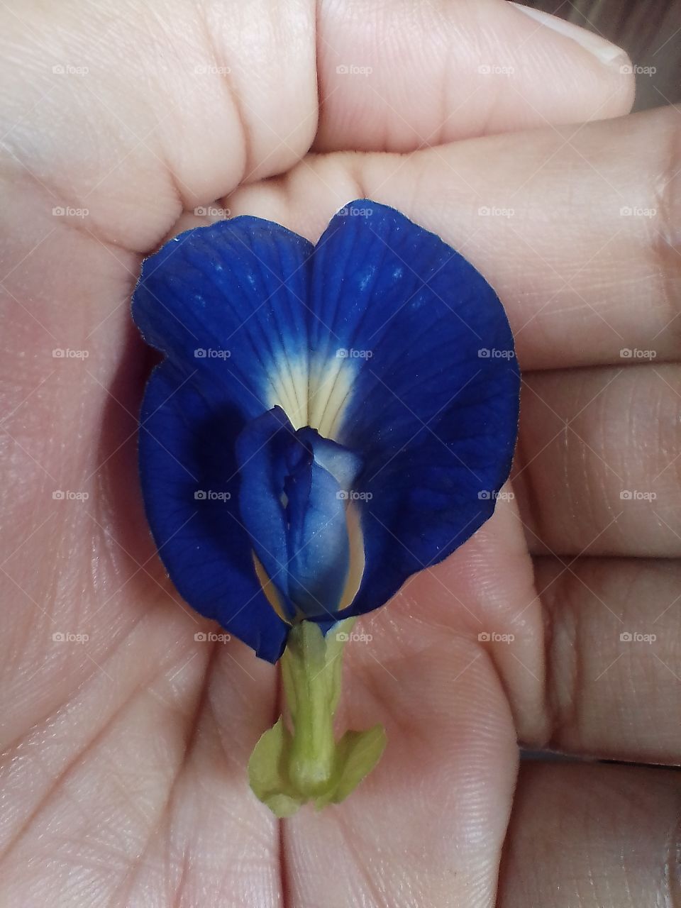 a blue flower is beautiful