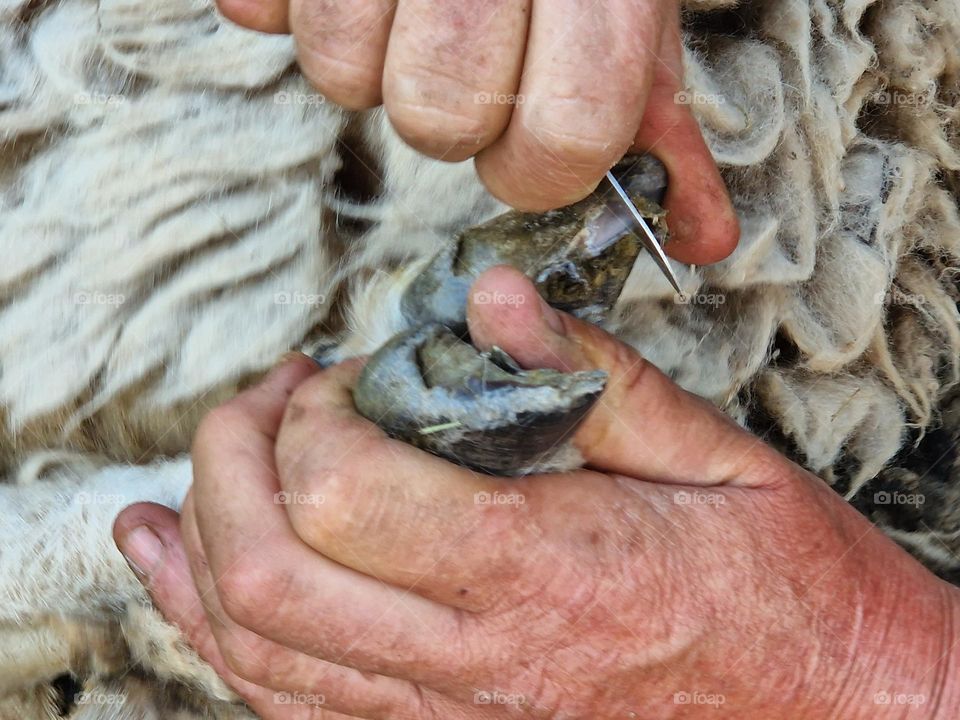 The hooves of the sheep hood