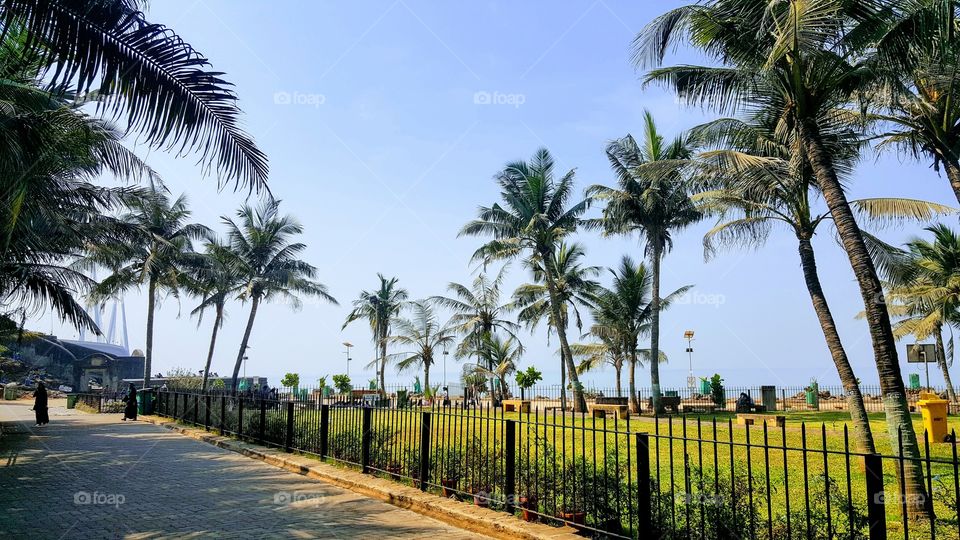 Palm trees in Bombay