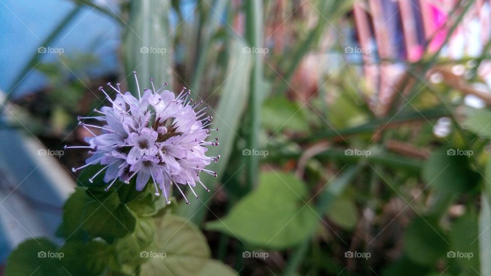 Hermosa flor de menta acuática o yerbabuena, de color lila en cultivo casero.