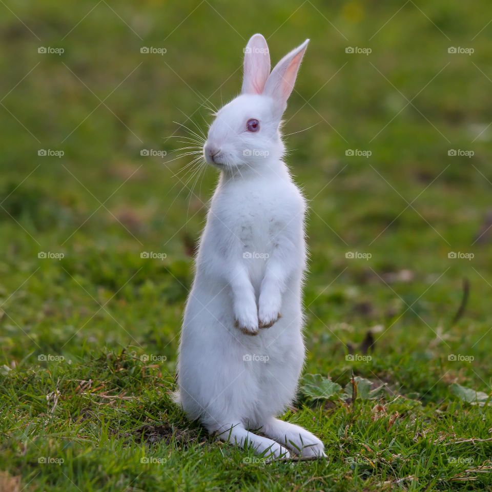 Albinos bunny standing in a park