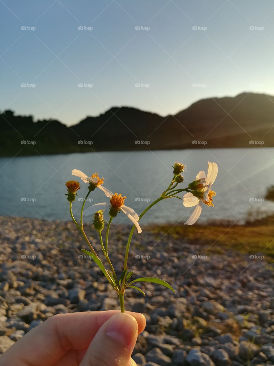 flowers and sunlight