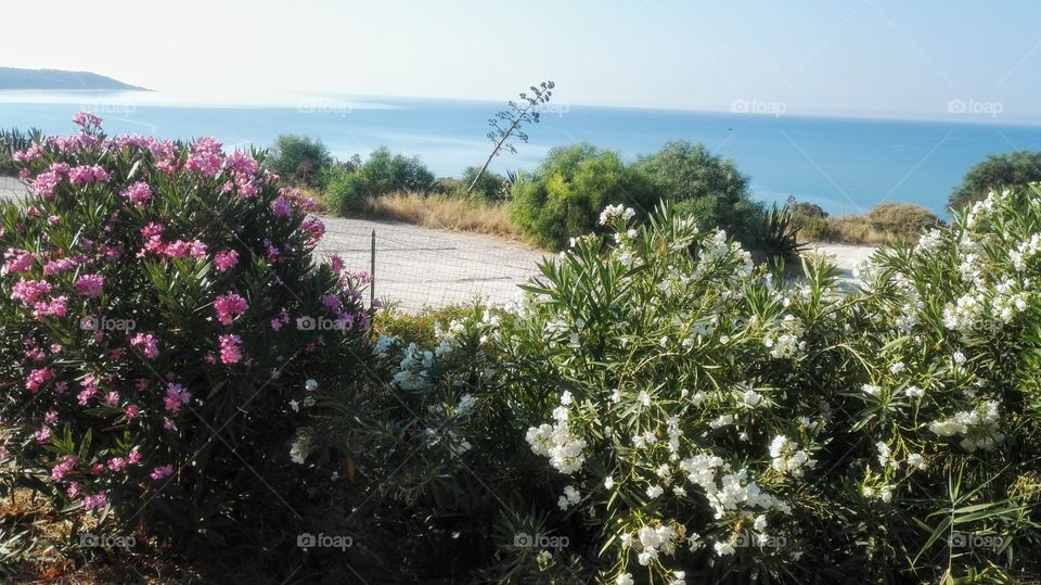 panorama fiori e mare