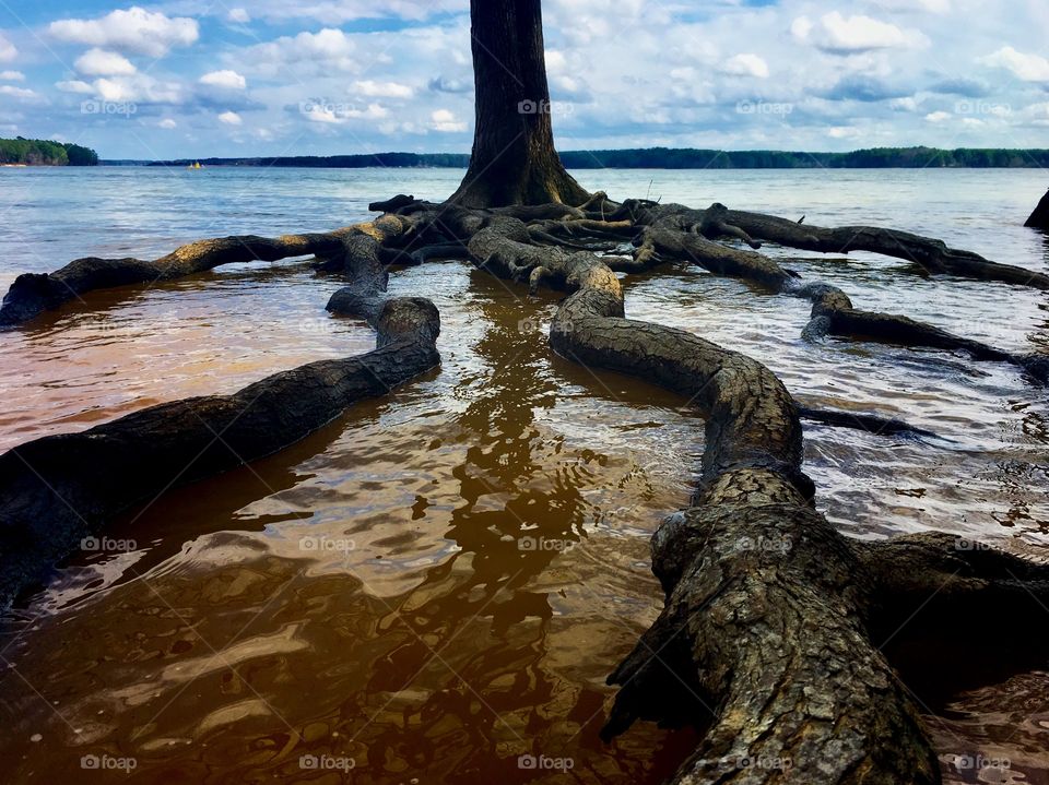 Roots spreading out like a spider reaching across the water to get to lakeshore at Jordan Lake near Apex North Carolina in the Raleigh Triangle area.