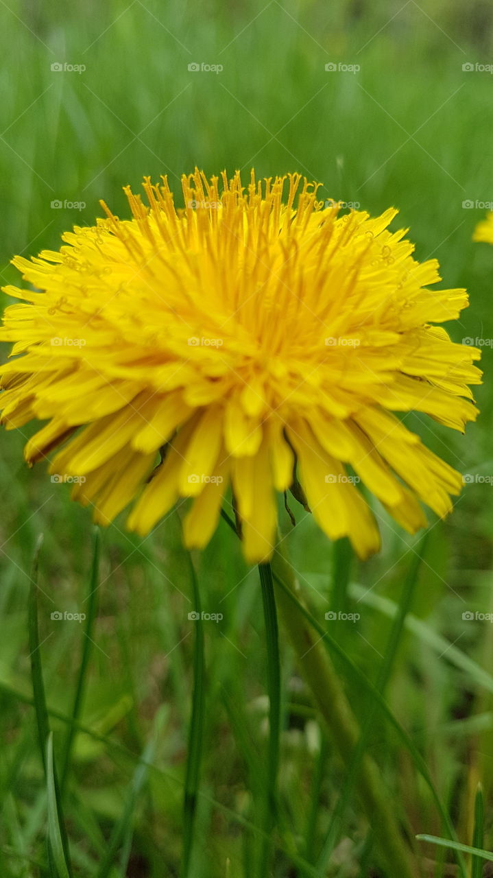 yellow dandelion closeup in the park
