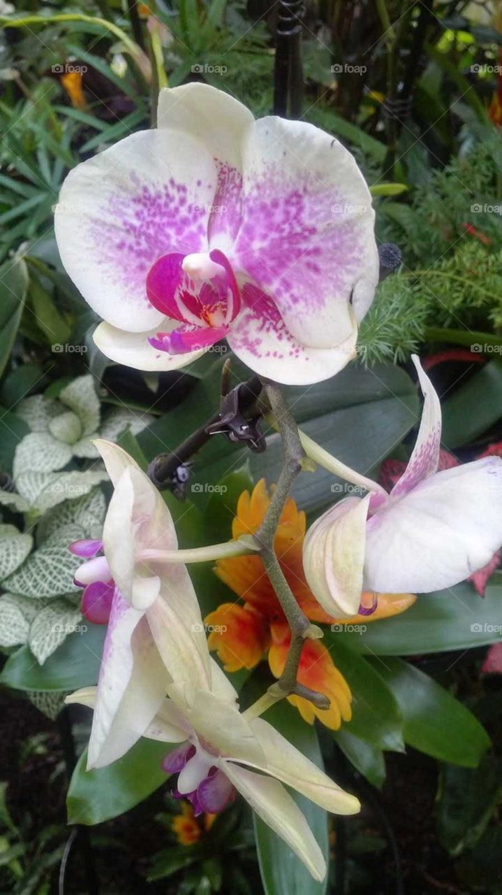 Orchids