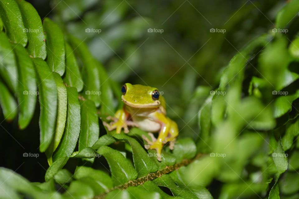 Frog in fern 