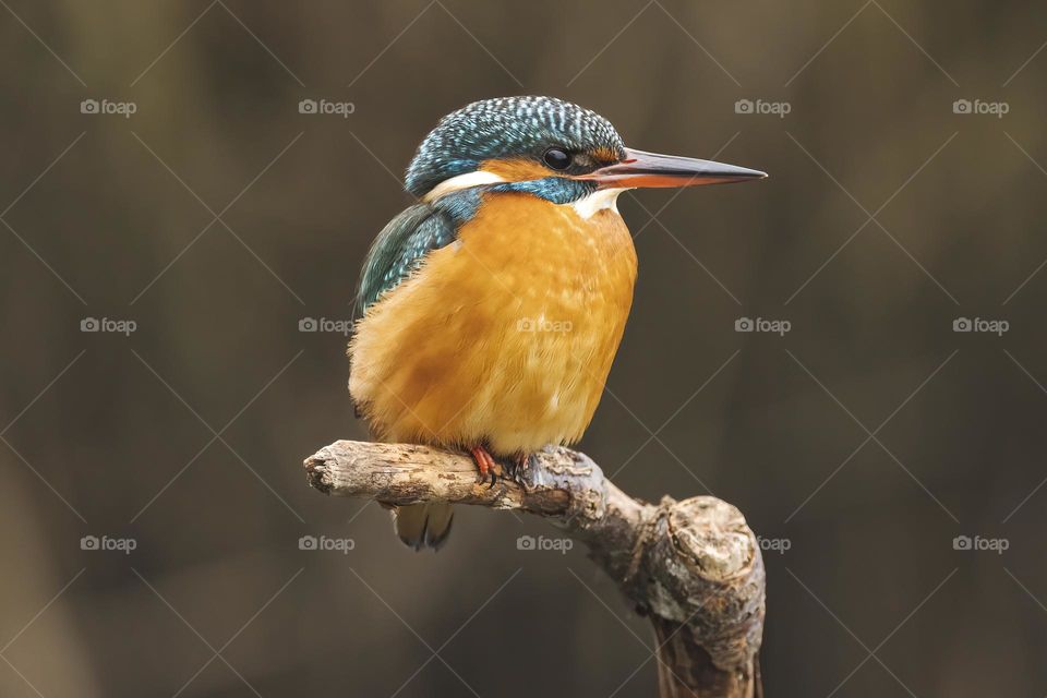 This beautiful kingfisher is lightning fast, and the easiest way to get a photo of it, is when it is sitting. I love watching this female kingfisher when she dives to catch fish and shrimps