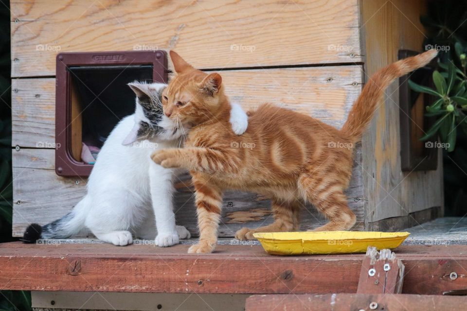 Kitten's love - taking affection after meeting each other