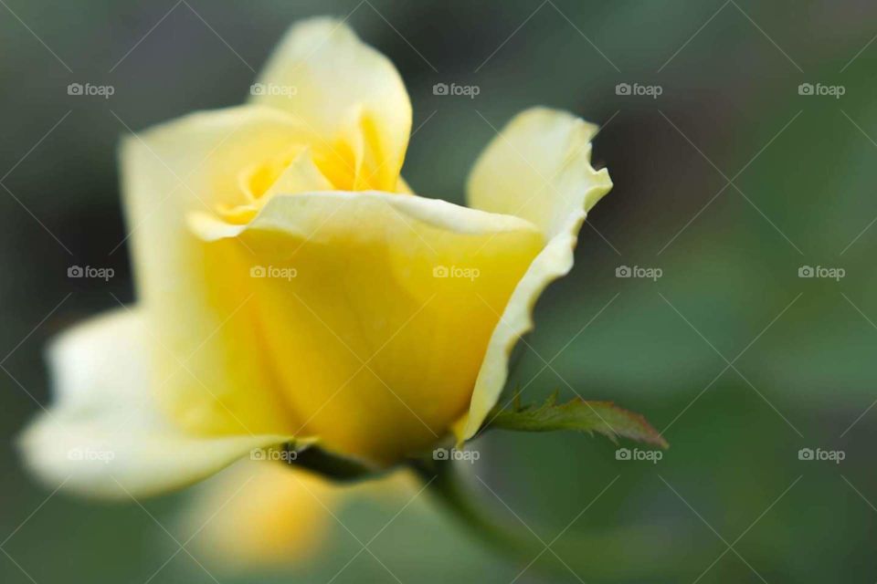 Yellow Rose Bud Petals Ready to Bloom