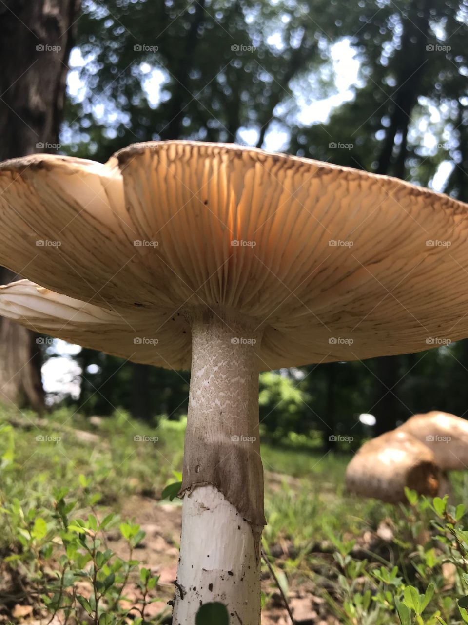 Mushroom 