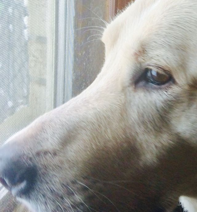 Weather Observer