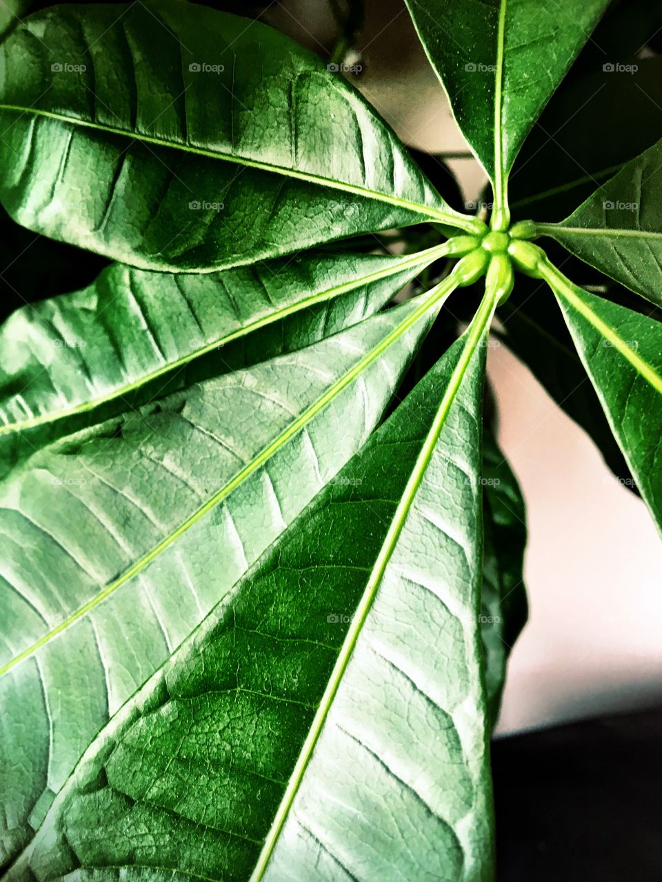 Close up of giant leaf