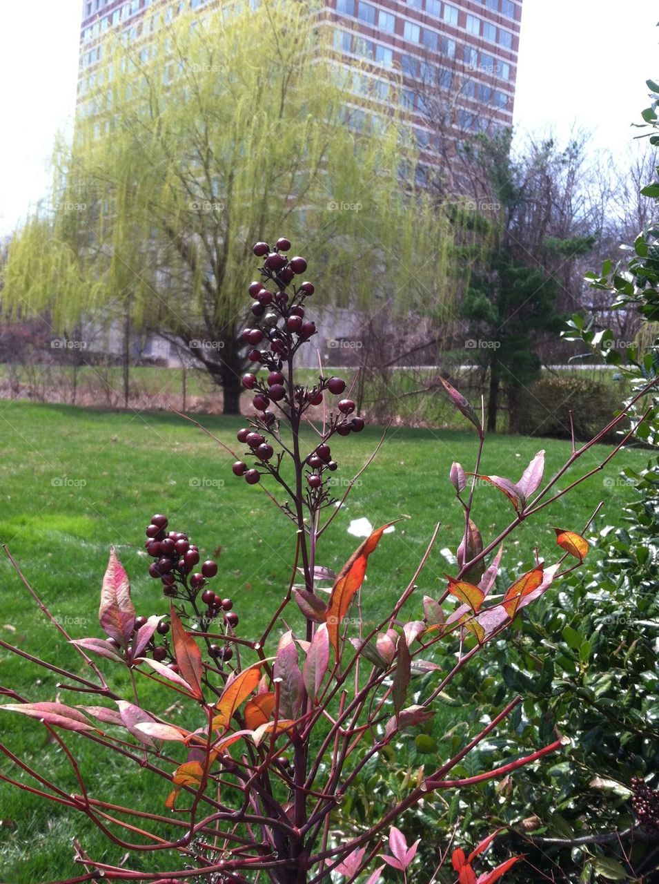 Nature , berry bush, 