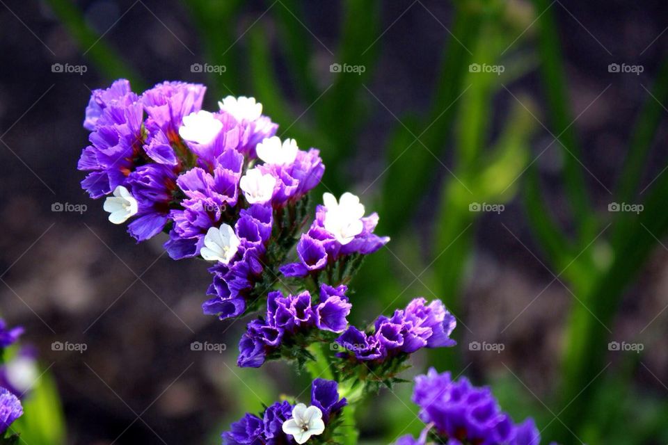 Purple Flower 3