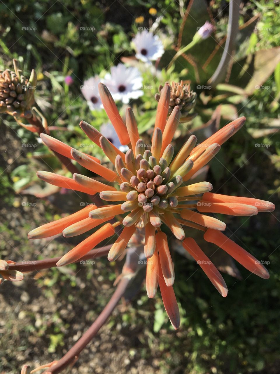 Springtime for succulent blooming 