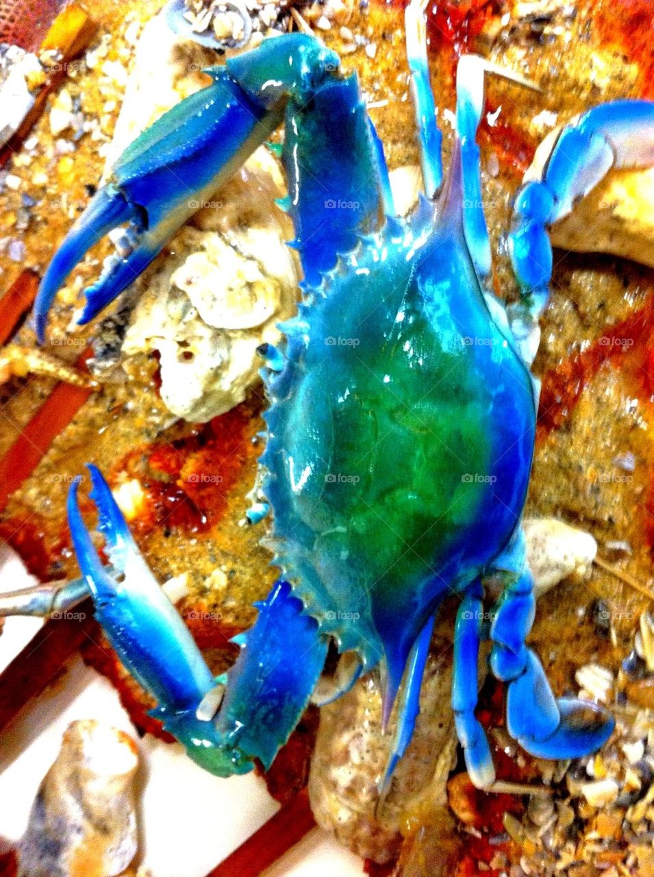 Blue crab taxidermy