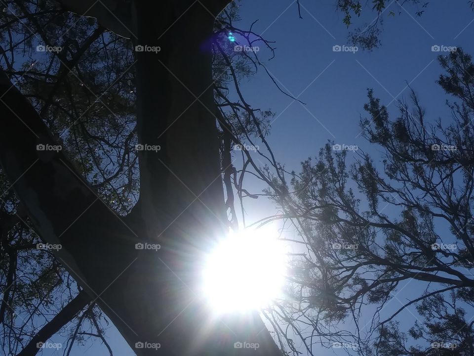 sun through the trees