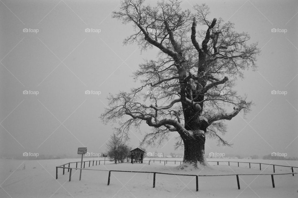 Old Oak in Winter. Giant ancient oak covered in snow