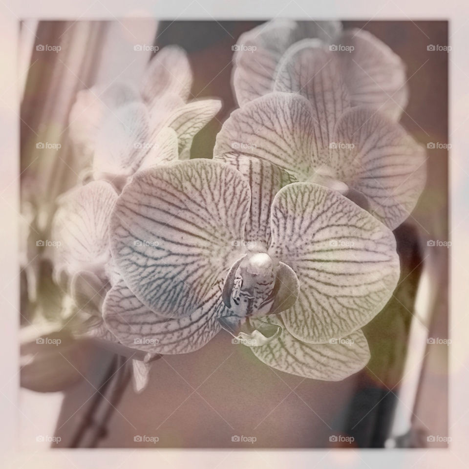 Orchids in sepia