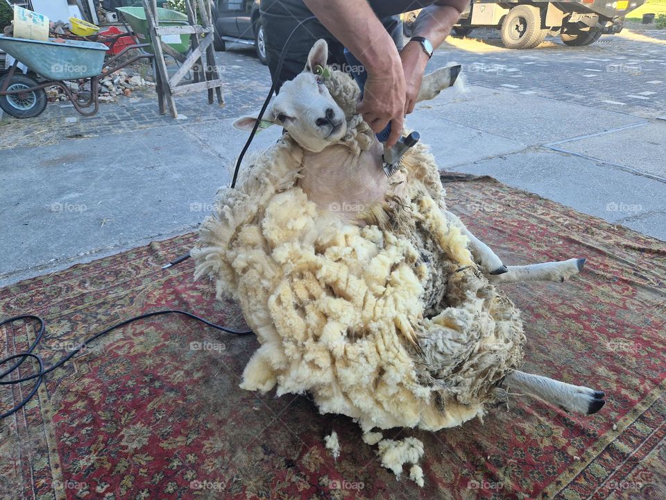 Sheep is a nice shave at the hairdresser