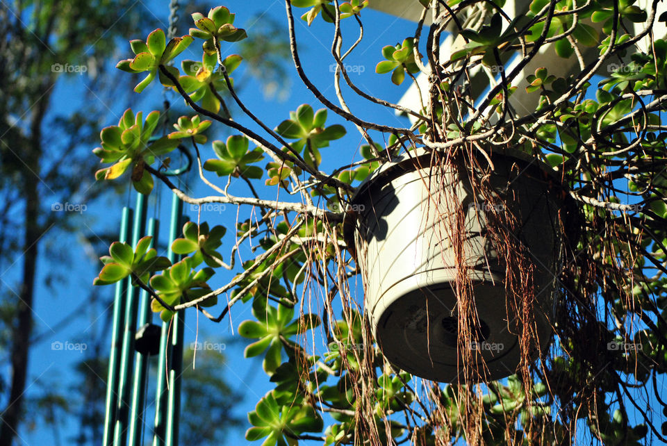 house plant hanging