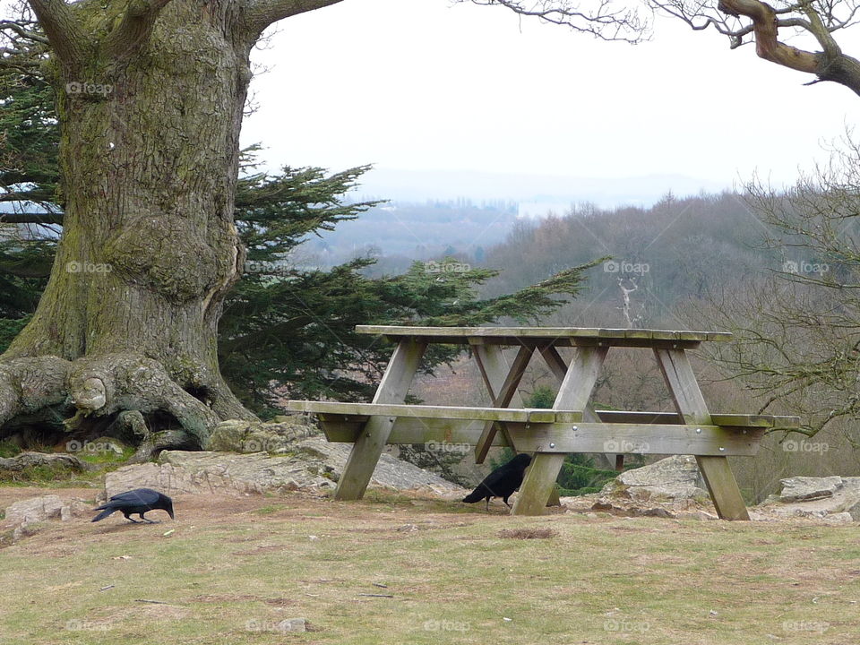 Tree, No Person, Nature, Wood, Outdoors