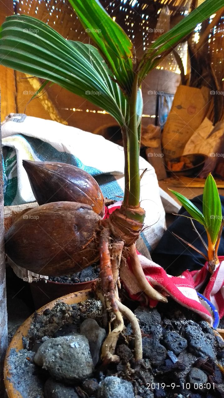 bonsai kelapa
