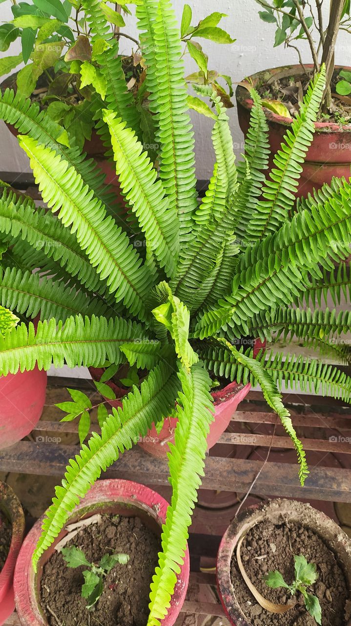 Fern