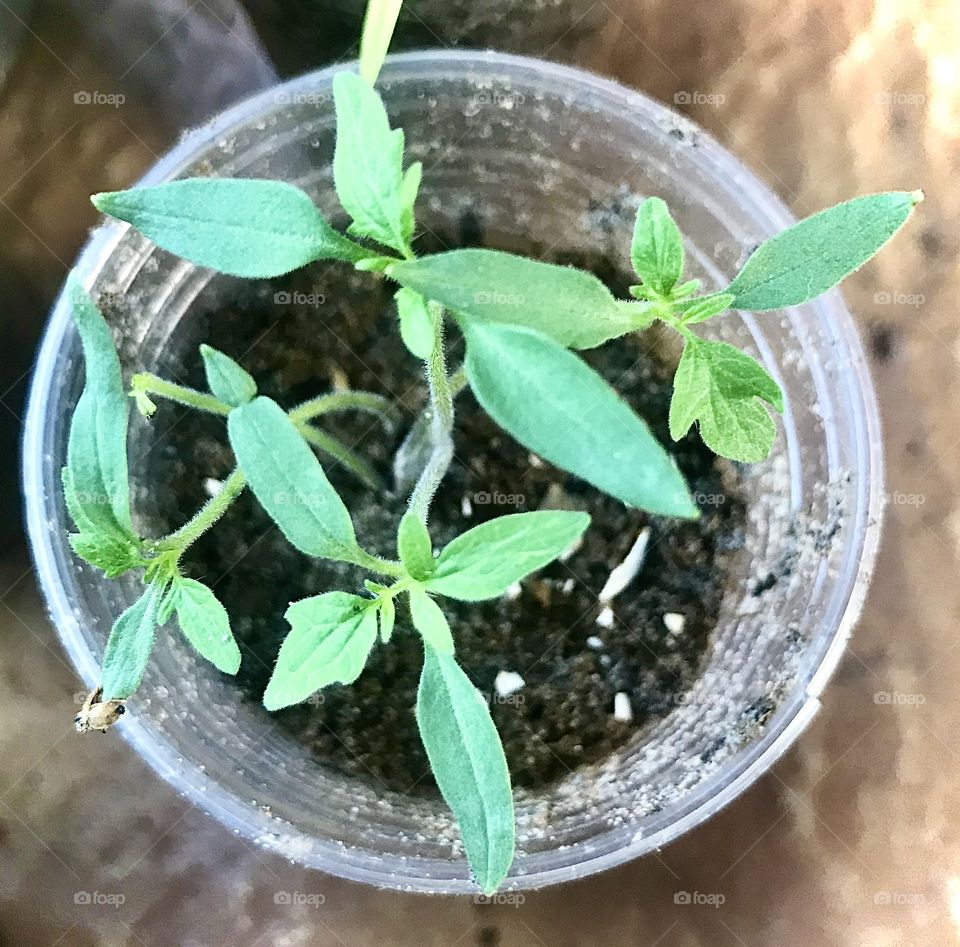 seedlings of cherry tomatoes growing in the pot