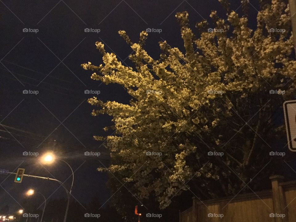 Blossoms at Night 