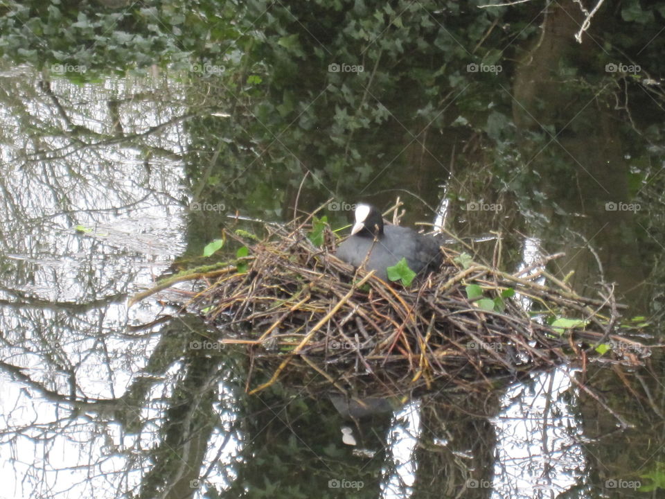 Bird, Nest, Tree, Wildlife, Nature