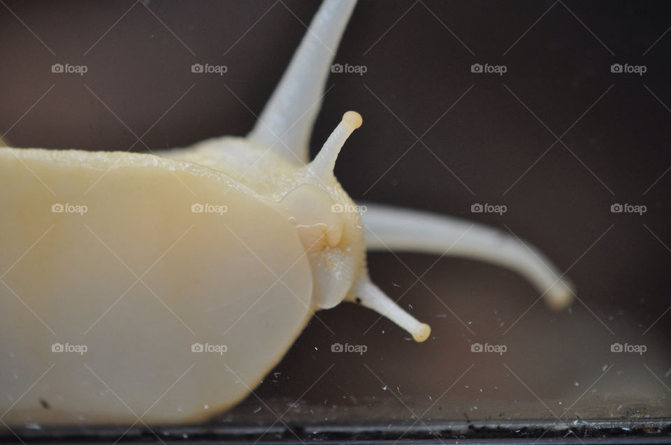 Snail on a window