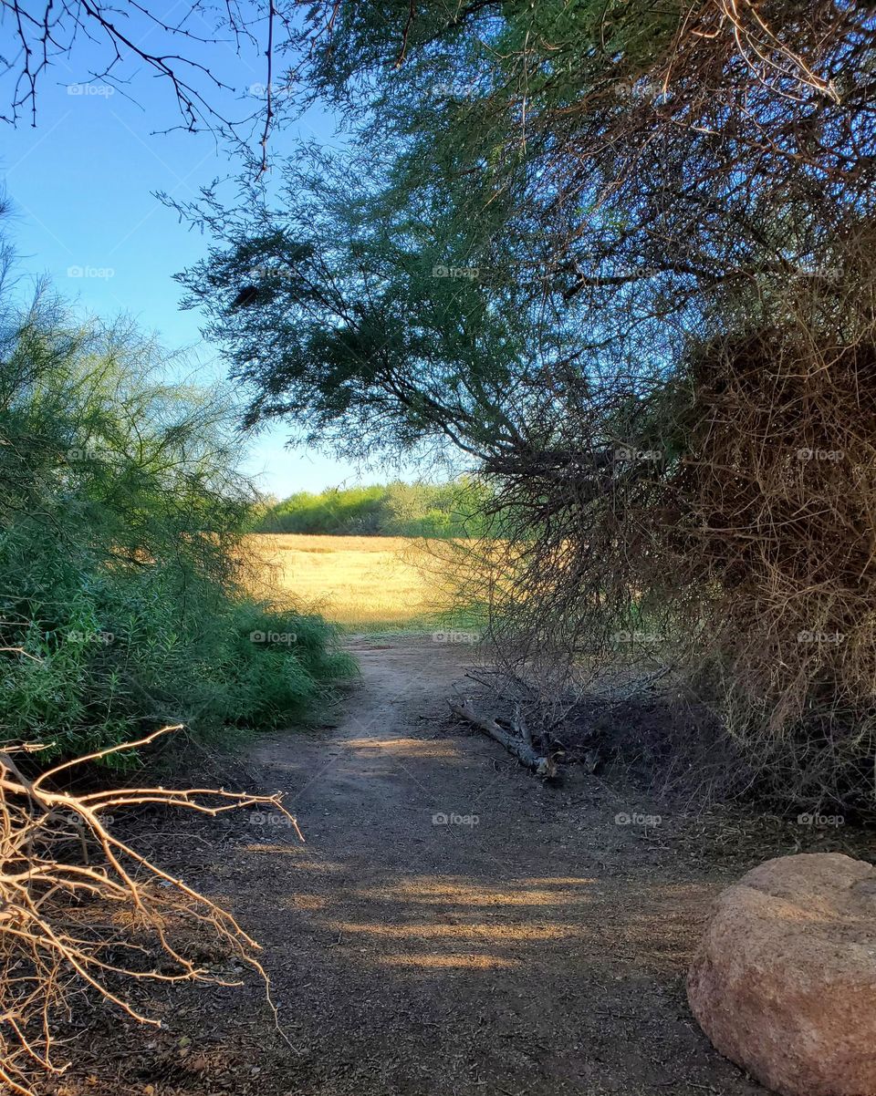 Pathway to a Sunlit Meadow