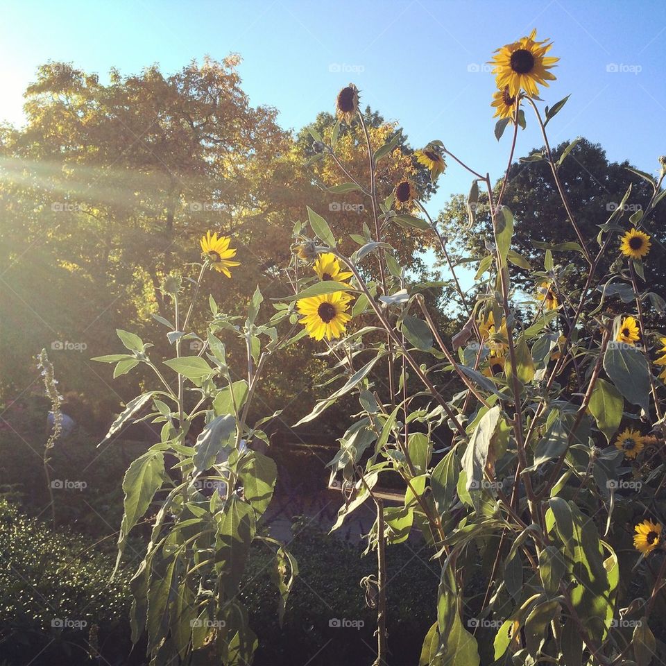 Sunflowers in Central Park 