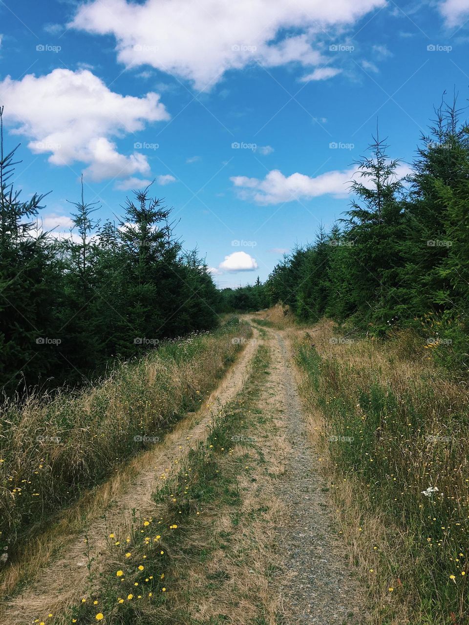 Green forest hike on a summer day 