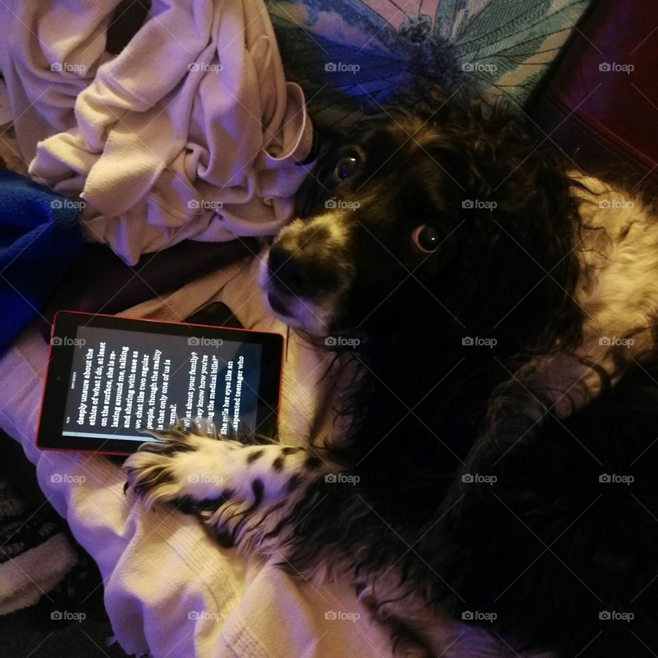 My dog Bonnie , reading my Kindle