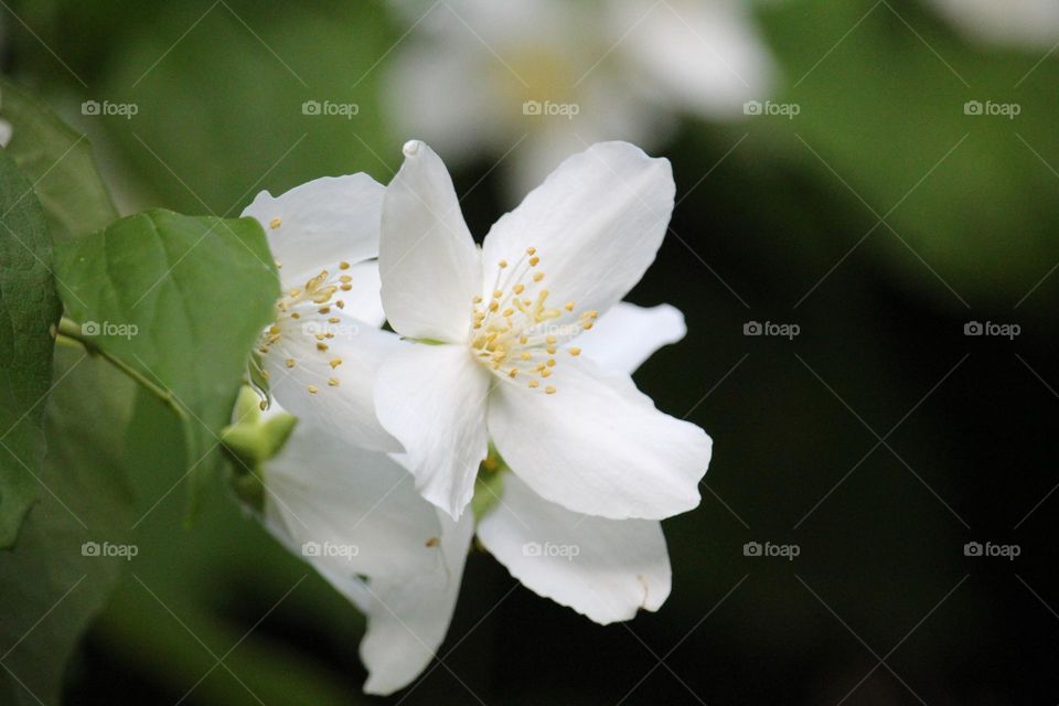 A while spring flowers