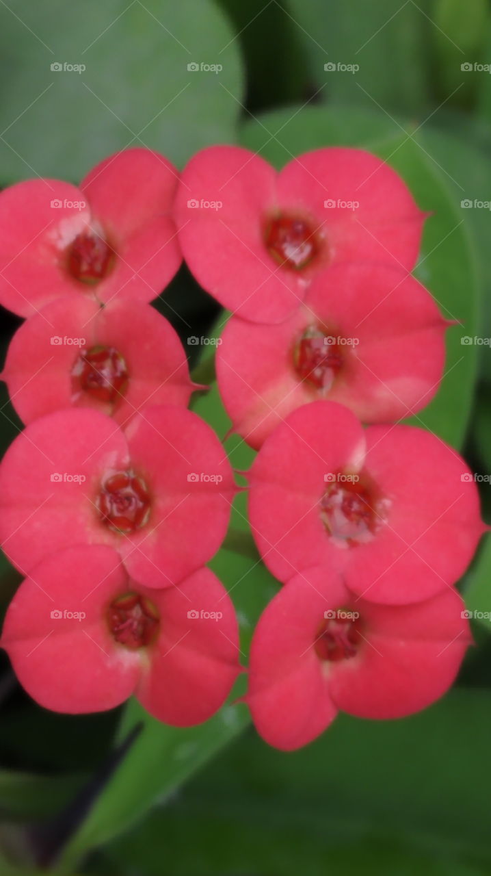 Red tiny flowers